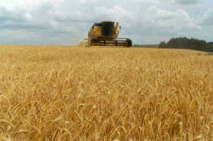 cosecha-trigo-final