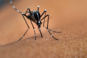 Dengue002