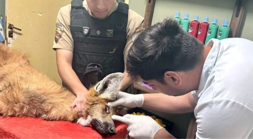 Policía Ambiental rescató un aguará guazú al norte de Saira